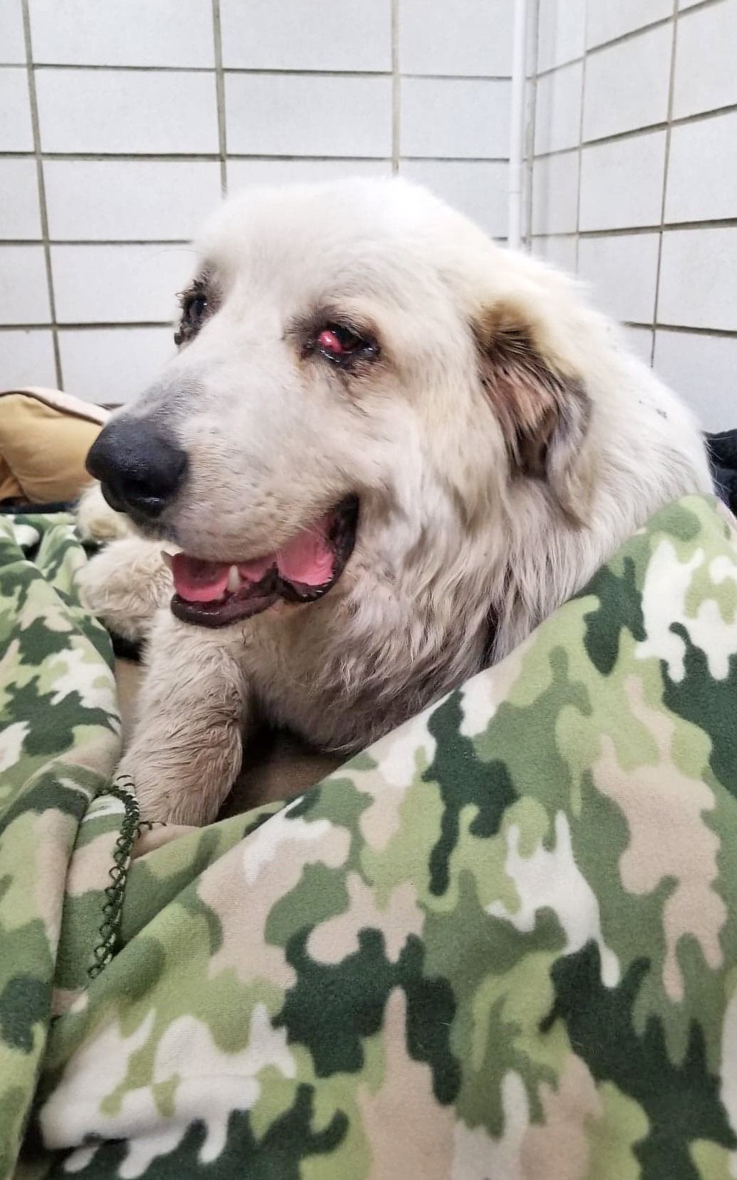 shiloh4.jpg